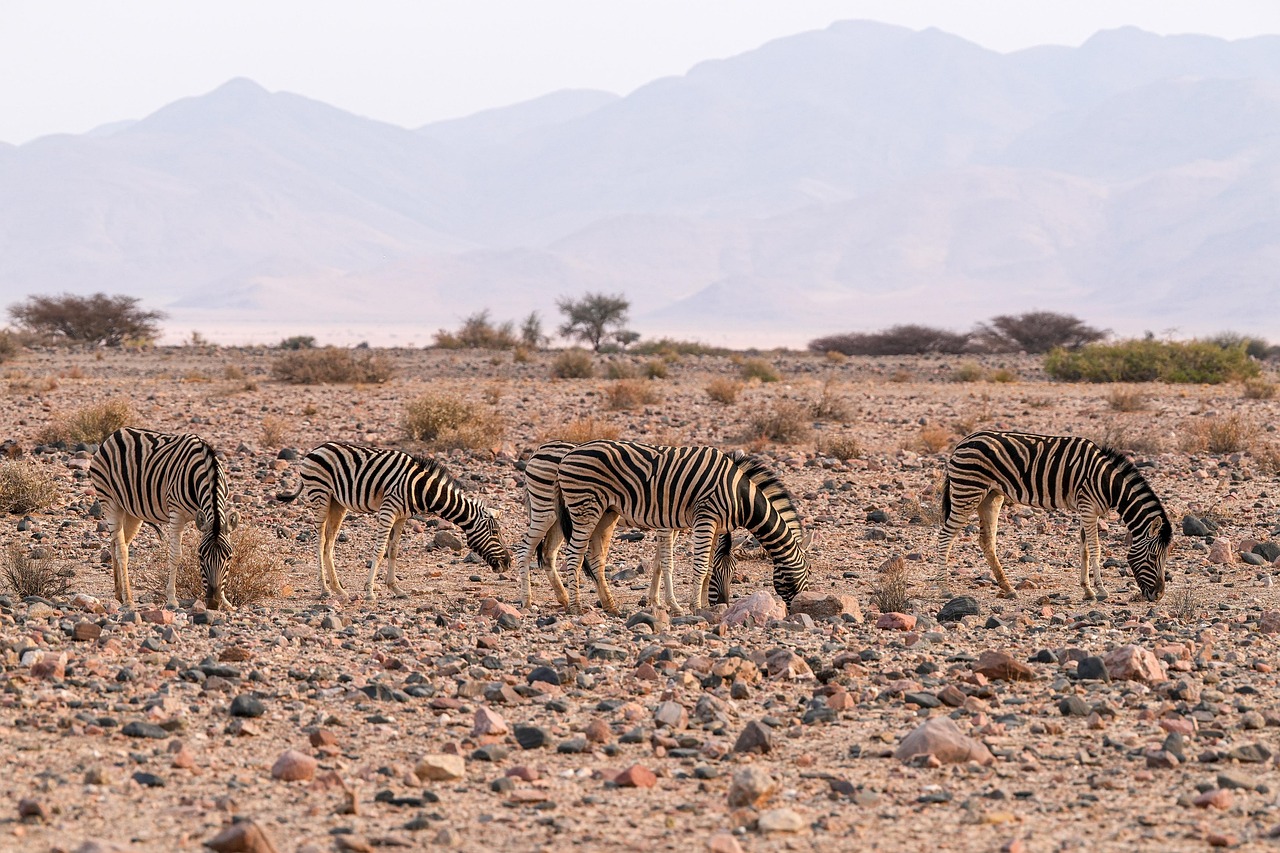 Your Expert Guide To Finding the Best Desert Safari Dubai