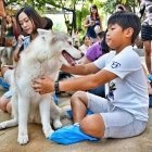 Best Bangkok Pet Cafes – Tea With Cute Animals In Thailand