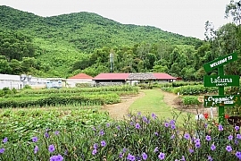 Banyan Tree Vietnam Resorts Commit Organic Farm-To-Table Programme