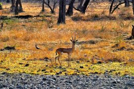 7 Places To Visit In Ranthambore That Need To Be In Your 2021 Itinerary!