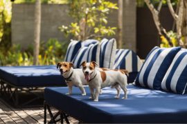 The Slate Phuket – Holiday Getaway For You & Your Beloved Dogs