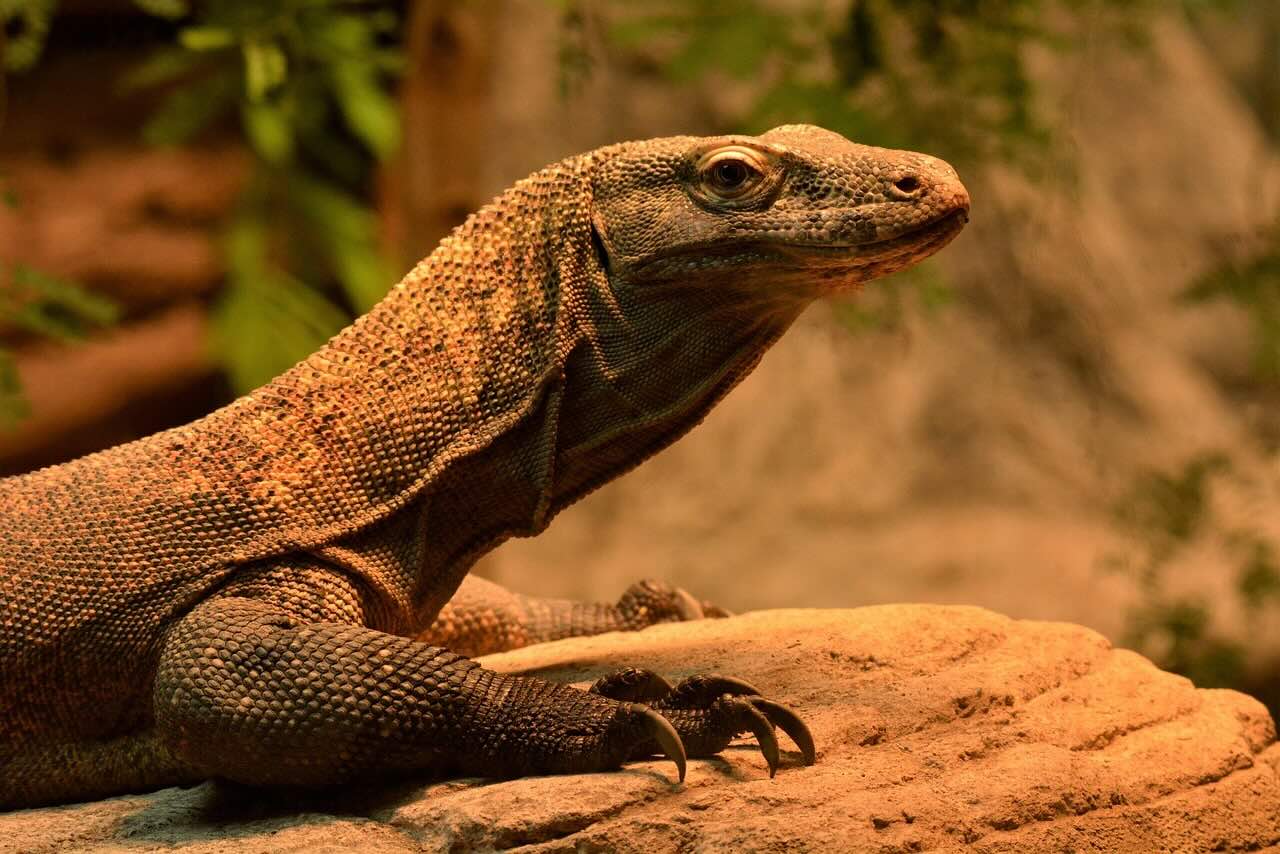 5 Reasons To Choose Komodo Touristic Packages