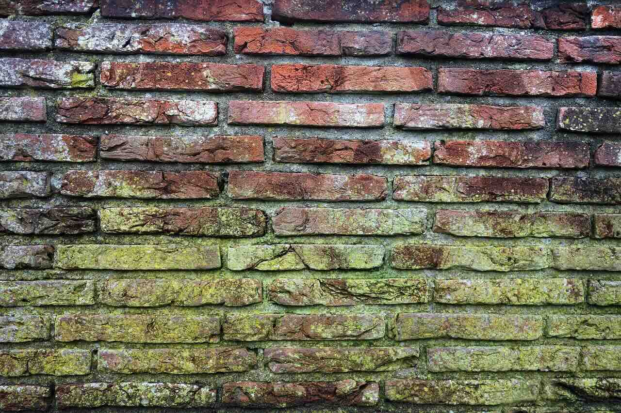 What Is Mold And Why It’s A Problem In Singapore