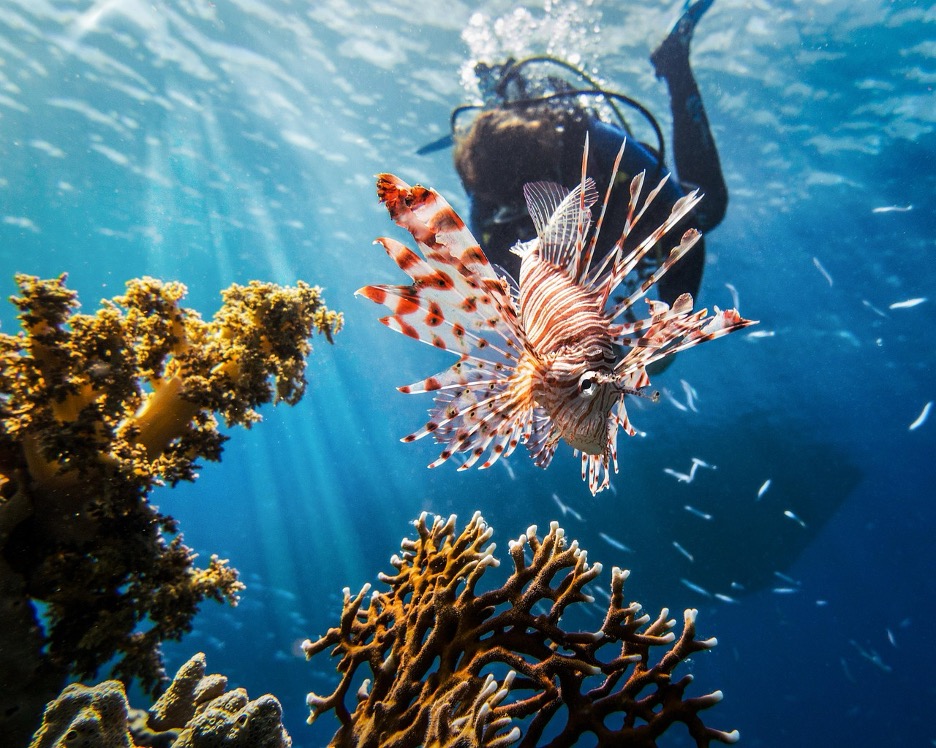 Top 10 Scuba Diving Destinations In The World