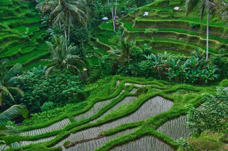 Japan Vs Korea Vs Bali: Which Asia Trip Is Right For You?